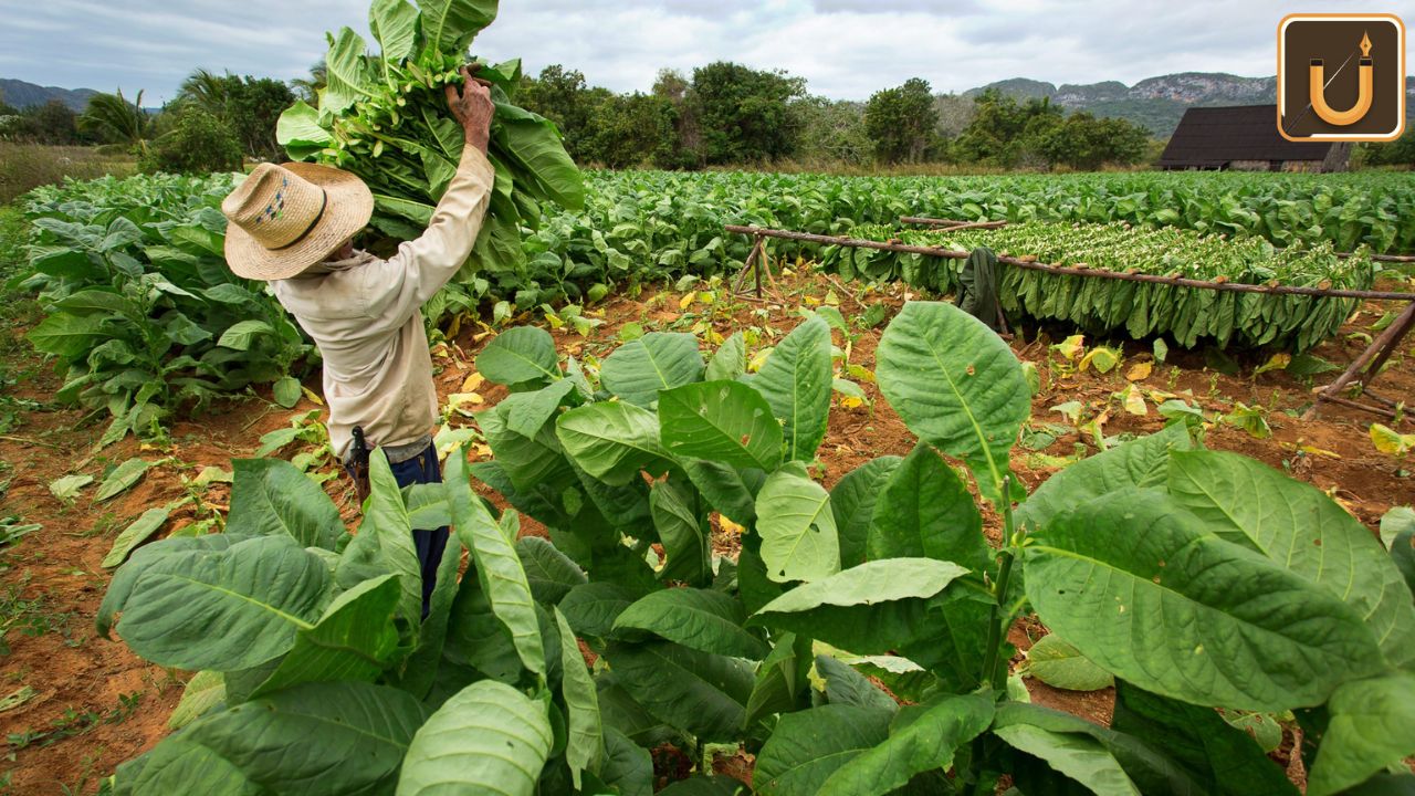 Usthadian Academy / ITC Collaborates With Microsoft And Skymet To Shield Tobacco Farmers From Climate Challenges | 03 jan 2024 Usthadian Academy / ITC Collaborates With Microsoft And Skymet To Shield Tobacco Farmers From Climate Challenges